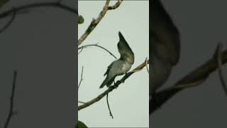 Call of Large Cuckoo shrike🤗moving wings continuously😄pls subscribe🙏 [upl. by Notffilc56]