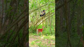 A Boy Hunting Deer in jungle 9 vfx wildlife vfxind videos deer deerhunting [upl. by Ecnarf]