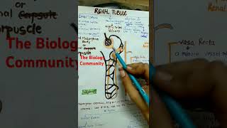 NEPHRON class11biology part4excretoryproductandtheireliminationneetcbsehumanphysiologyshorts [upl. by Leiser]