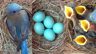 A Fascinating Look at Baby Bluebirds TimeLapse Video with Live Nest Box Cam [upl. by Birdie]