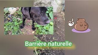 Barrière naturelle jardinet et chien 🐶quot Tu ne passeras pas quot 🙏🍀🧙‍♂️ [upl. by Yditsahc]