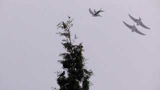 Swifts Fast Food Tree [upl. by Thun]