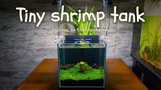 2gallon shrimp tank New tank set up [upl. by Marleah]