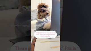 Judging my colleagues part 2 maltipoo dogsofyoutube asmr cutedogs asmrtyping shorts [upl. by Valerye]