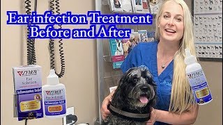 Ear Infection Treatment  Zymox Products Before and After [upl. by Iroc645]