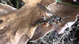 Paper Wasp Vespidae Polistes fuscatus Female on Leaf [upl. by Monroe]