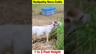 Nadipathy nano Cattle  1 To 2 Feet Height  youtube miniature pmmodi sanatandharma animals yt [upl. by Chickie]