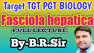 Fasciola hepatica full lecture  UP TGT PGT BIOLOGY LECTURE  characteristics features of Fasciola [upl. by Tshombe]