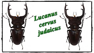 Lucanus cervus judaicus 90 mm  Präparation  Mounting [upl. by Ellertal292]