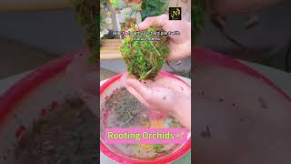 Rooting Orchids tips youtubeshorts shortvideo flowers garderningtips tomatoe ai [upl. by Colan]