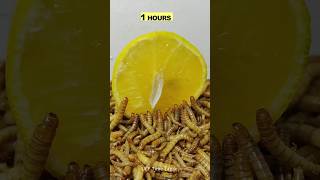 10 000 Mealworms vs ORANGE 🍊 [upl. by Osmo]