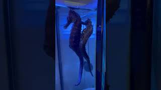 My dancing seahorses love nature seahorse oceanlife aquarium seacreatures seahorselove [upl. by Igiul]