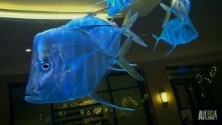 Westfield Mall Custom Aquarium  Tanked [upl. by Etnor919]