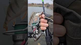 Клюнул красавчик ОКУНЬ fishing спиннинг рыбалка окунь джиг спорт class [upl. by Atiuqahs]