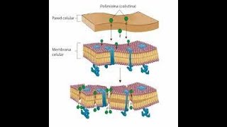 12 Polimixinas Clases de Medicina  bacteriología y virologia  Antibioticos [upl. by Marcelia740]