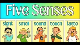 Sense organs  Five Sense Organs  Sense Organs for kids  5 senses  Sense Organs name  Body parts [upl. by Heinrick276]