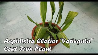 Aspidistra Elatior Variegata quotCast Iron Plantquot Care amp Propagation Tips [upl. by Lamberto]