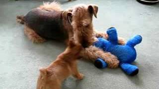 Patient Airedale with Norwich puppy [upl. by Elwood512]