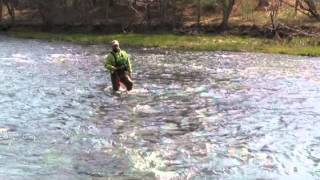 A Beginners Guide To Wet Fly Fishing Holsingers Fly Shop [upl. by Aihcila]