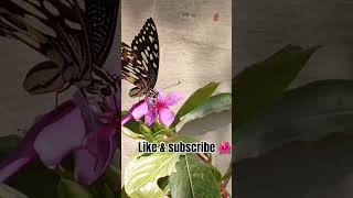 butterfly nectar stealing😱😱😱nature naturelovers karvachauth gardening gardeningtips ytshorts [upl. by Waldman]