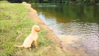 Awesome Video  Goldendoodle Dog Teaches Puppy to Swim [upl. by Meerak]