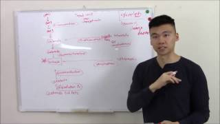 USMLE Biohemistry 9 Lysosomal Storage Diseases [upl. by Duggan]