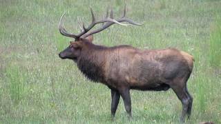 Elk herd in Cherokee NC [upl. by Anicart]