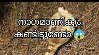 നാഗ മാണിക്യം നേരിൽ കണ്ടിട്ടുണ്ടോ NAGAMANIKYAM [upl. by Dougal]