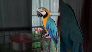 birds park coimbatore mettupalayam kookyland🐤🦜 [upl. by Coy309]