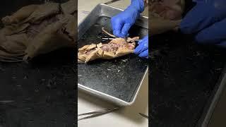 Rat Dissection Review Male Reproductive [upl. by Neleb]