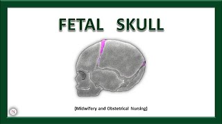 FETAL SKULL  Bones  Sutures  Diameters  Fontanels  Anatomy  OBG Lecture  The Nurses Station [upl. by Hilliard]