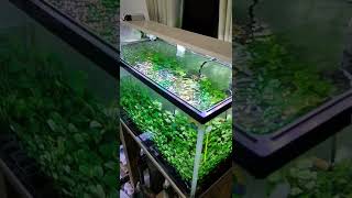 ANUBIAS  AQUASCAPE [upl. by Thynne]