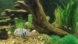 Convict Cichlids with Fry [upl. by Eyot]