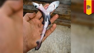 Twoheaded sharks are surfacing all over the world and scientists aren’t sure why  TomoNews [upl. by Daisi]