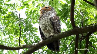 Spotted wood owl Strix seloputo [upl. by Iana]