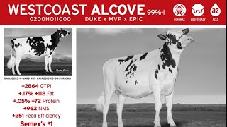 BULL SELECTION SERIES SEMEX WESTCOAST ALCOVE SEMEN PROVIDED BY PDFA [upl. by Ayhay517]