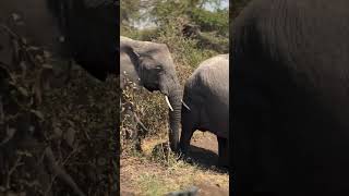 Wow Meet Elephants Up Close on Safari [upl. by Ellett29]