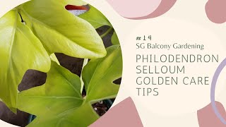 14 Philodendron Selloum Golden Care And Potting Mix  SG HDB Balcony Garden [upl. by Nanfa]