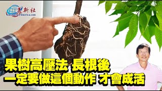 果樹高壓法，長根後，必須做這個動作，才會成活！ [upl. by Novit]