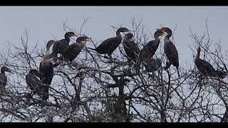 Are Cormorants Dinosaurs  Hear them Vocalizing 20221210 112027 [upl. by Ennahgem]