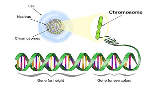 Location of Genes I Chromosomes DNA and Genes I FULL VIDEO [upl. by Filiano787]