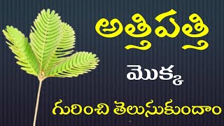 Athi pathi Plant Uses Telugu [upl. by Bohlen]