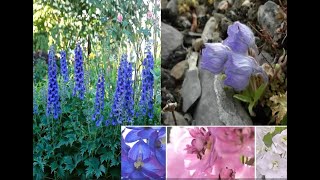 Delphinium Poisoning Nirmasi Understanding Toxicity and Management [upl. by Oicnerual23]