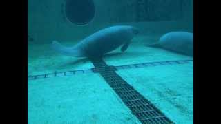 Manatee barrelrolling Okinawa Aquarium [upl. by Enneyehs]