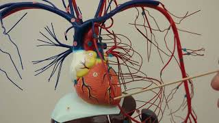 Cardiovascular System Blood Vessels of Head Neck and Thorax [upl. by Avevoneg]