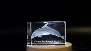 Common Bottlenose Dolphin Crystal Engraving  Elegantly Carved Marine Mammal Decorative FSAN  165 [upl. by Enelehcim]