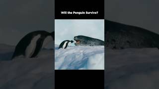 Leopard Seal Confronts Penguin [upl. by Wyn]