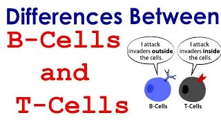 Differences between T lymphocyte and B lymphocyte [upl. by Eileen]