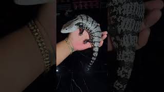 Panana halmahera axantic reptile very beautiful skin color [upl. by Assenab346]