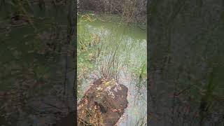 Water full of green algae [upl. by Maxi]